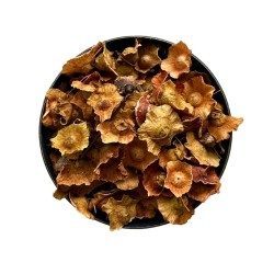 Paliure Frucht VOLLSTÄNDIG 100 GRS Paliurus aculeatus