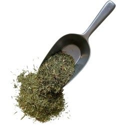 Ackerschachtelhalm 100 GRS (Katzenschwanz) Pflanze.