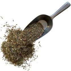 Vogelknöterich Pflanze 250 GRS Polygonum aviculare