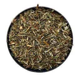 Vogelknöterich Pflanze 250 GRS Polygonum aviculare