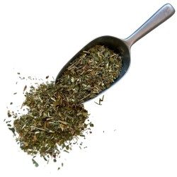 Seifenkraut Pflanze 100 GRS Saponaria officinalis