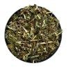 Seifenkraut Pflanze 100 GRS Saponaria officinalis
