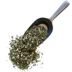 Goldrute (Solidago) Pflanze 100 GRS Solidago virga aurea