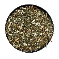 Vergerette du Canada (Erigeron) plante CT 250 GRS Erigeron Canad