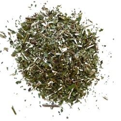 Goldrute (Solidago) Pflanze 100 GRS Solidago virga aurea
