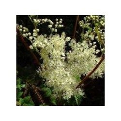 Reine des prés plante (Ulmaire) 250 g POUDRE Spiraea ulmaria