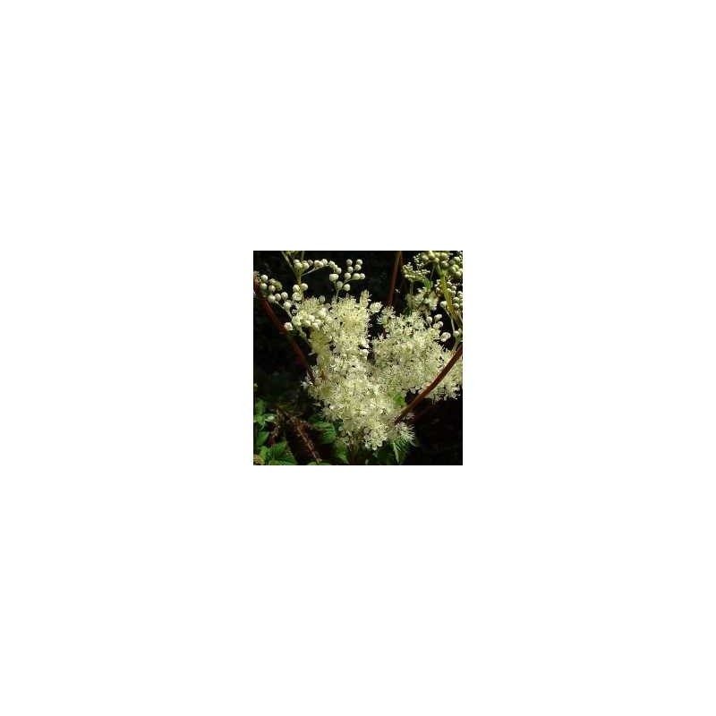 Mädesüß Pflanze (Ulmaria) 250 g PULVER Spiraea ulmaria Mädesüß Pflanze (Ulmaria) 250 g PULVER Spiraea ulmaria