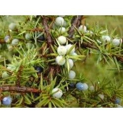 Genévrier Juniperus communis 15 ml chémotypé 100% pure.