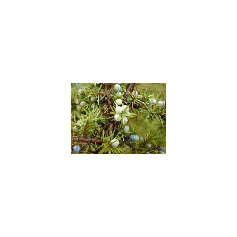 Genévrier Juniperus communis 15 ml chémotypé 100% pure. Genévrier Juniperus communis 15 ml chémotypé 100% pure.
