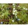 Genévrier Juniperus communis 15 ml chémotypé 100% pure.