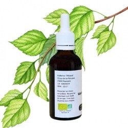Birch bud macerate - Gemmo - Betula alba - 50ml