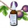 Figuier Bud Macerat - Gemmo - Ficus carica - 50ml