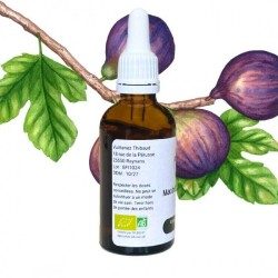 Figuier Bud Macerat - Gemmo - Ficus carica - 50ml
