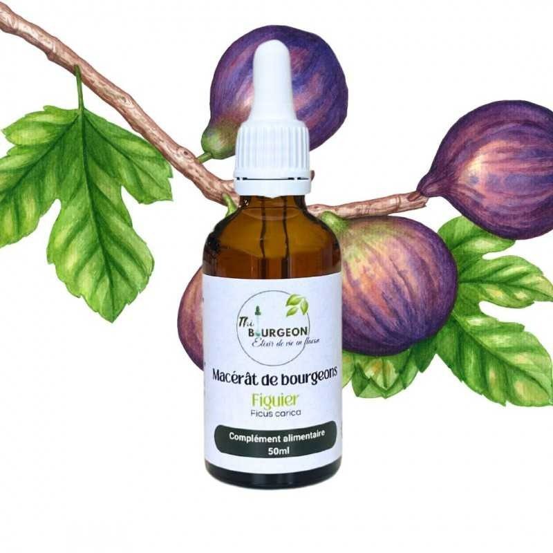Figuier Bud Macerat - Gemmo - Ficus carica - 50ml