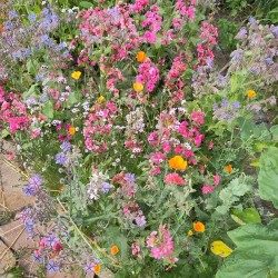 Mélange de fleurs anuelles semences BIO - Rêve d'été - Tagète, Zinnia, Pavot, Emilia