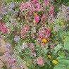 Mélange de fleurs anuelles semences BIO - Rêve d'été - Tagète, Zinnia, Pavot, Emilia