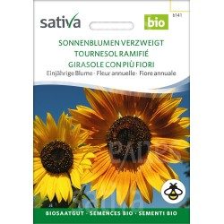 Tournesol ramifié semences BIO