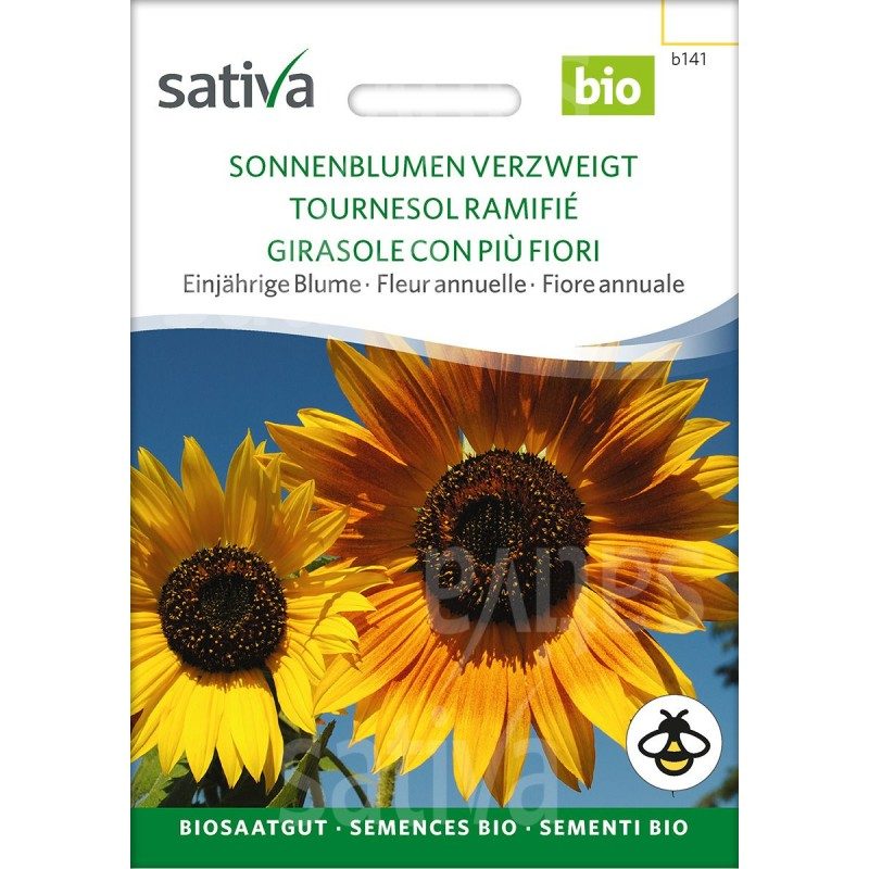Tournesol ramifié semences BIO