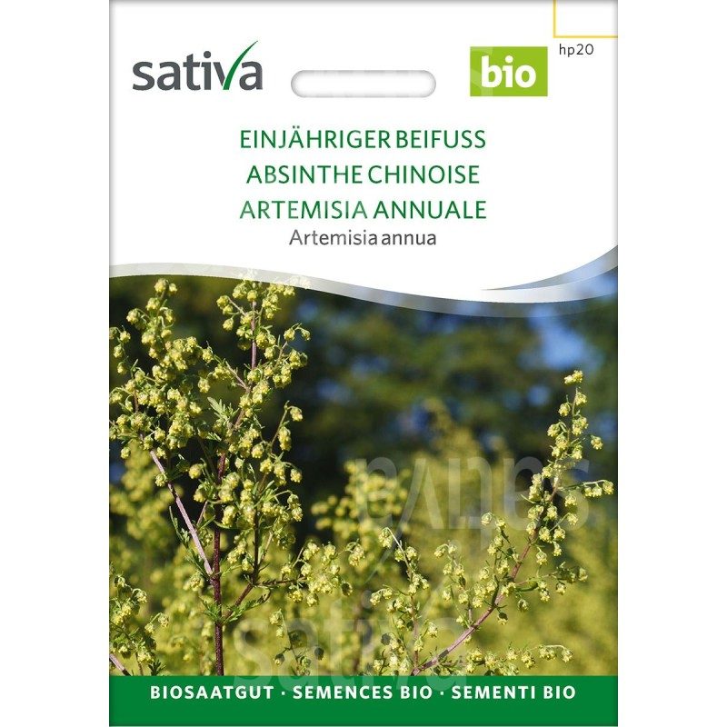 Absinthe Chinoise - Artemisia annua – Semences Bio
