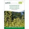 Absinthe Chinoise - Artemisia annua – Semences Bio