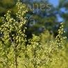 Absinthe Chinoise - Artemisia annua – Semences Bio