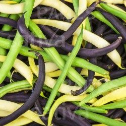 Trio de Haricots Nains - Semences BIO