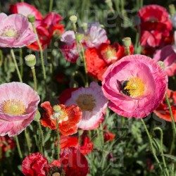 Pavot 'De Reconvilier' – Papaver rhoeas - Semences BIO