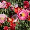 Pavot 'De Reconvilier' – Papaver rhoeas - Semences BIO
