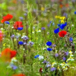 Apéro pour les Abeilles - Semences BIO de fleurs et d'herbes sauvages