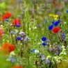 Apéro pour les Abeilles - Semences BIO de fleurs et d'herbes sauvages