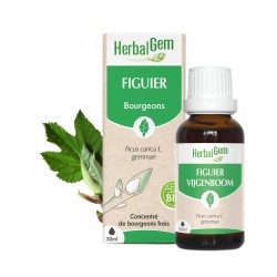 Bourgeon de Figuier Bio – Digestion, stress & sommeil naturel | Gemmothérapie HerbalGem