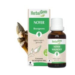 Bourgeon de Noyer Bio – Flore intestinale, digestion & immunité | Gemmothérapie HerbalGem