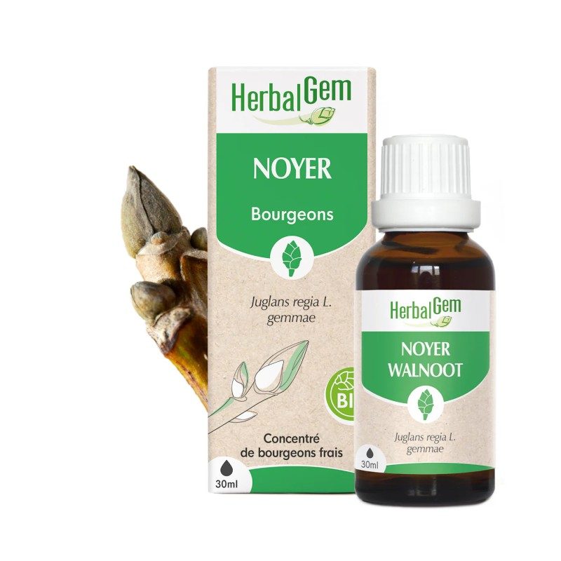 Bourgeon de Noyer Bio – Flore intestinale, digestion & immunité | Gemmothérapie HerbalGem