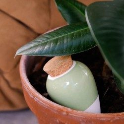 OLLA VERT