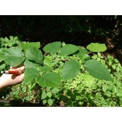 Hamamelis Blatt (Hexenhasel) 250 g PULVER Hamamelis