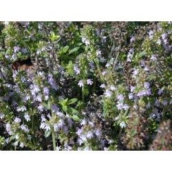 Serpolet tige fleurie 1 Kg POUDRE Thymus serpyllum