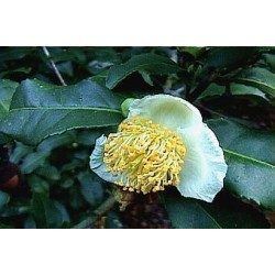 Thé vert 250 g POUDRE Thea sinensis