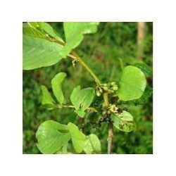 Bourdaine écorce 250 g POUDRE Rhamnus frangula