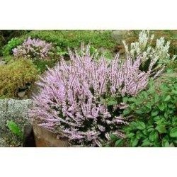 Heidekrautspitze 250 g PULVER Calluna vulgaris
