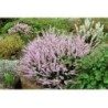 Heidekrautspitze 250 g PULVER Calluna vulgaris