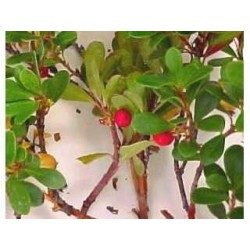 Bärentraube (Bärentraube) Blatt 250 g PULVER Uva-ursi