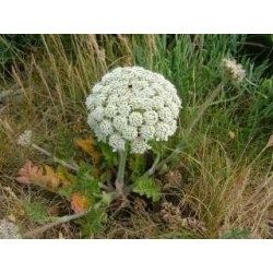 Carotte 1 Kg POUDRE Daucus carota