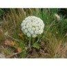 Carotte 1 Kg POUDRE Daucus carota