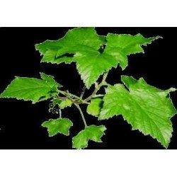Schwarze Johannisbeere Blatt 1 Kg PULVER Ribes nigrum