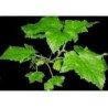 Schwarze Johannisbeere Blatt 1 Kg PULVER Ribes nigrum