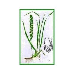 Chiendent rhizome 250 g POUDRE Agropyrum repens