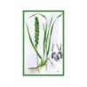 Quecke Rhizom 250 g PULVER Agropyrum repens
