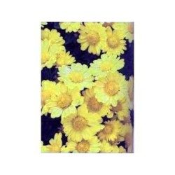 Chrysantellum americanum 1 Kg POUDRE Chrysantellum americanum