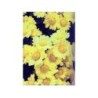 Chrysantellum americanum 100 g PULVER Chrysantellum americanum