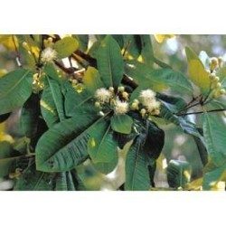 Clous de Girofle 250 g POUDRE Eugenia caryophyllata